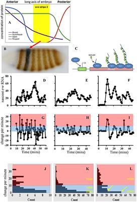 Experimental and Modeling Approaches for Understanding the Effect of Gene Expression Noise in Biological Development